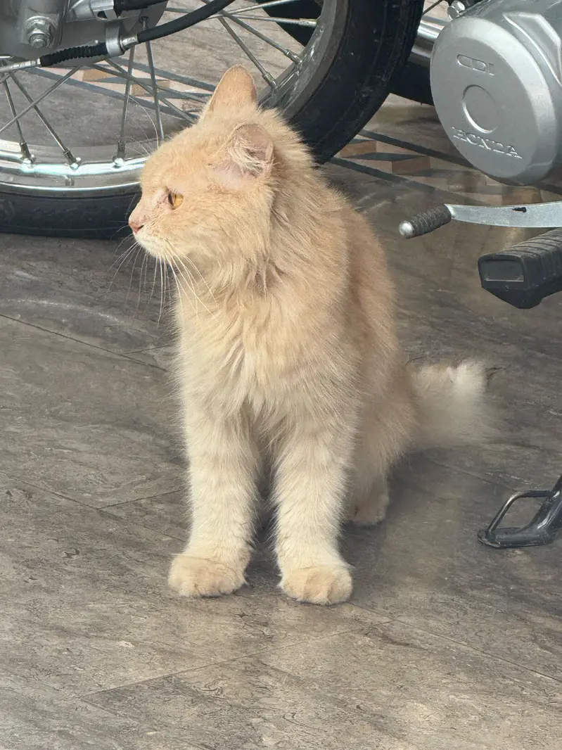 Persian breed male cat — photo 2