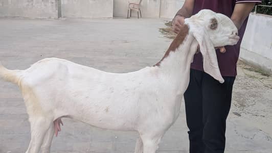pure rajanpuri jumbo size bakri hn
