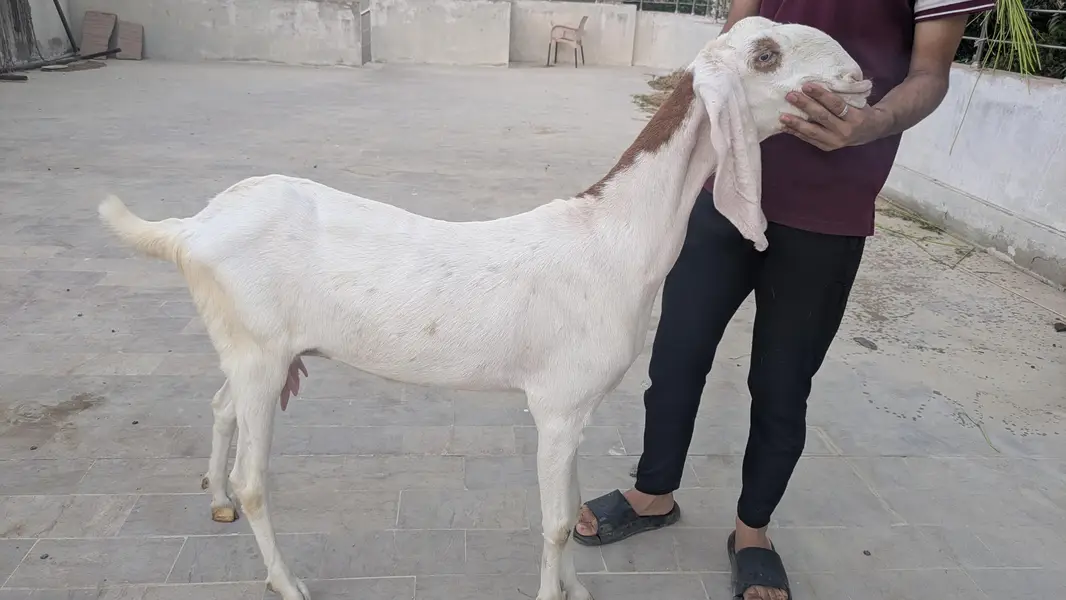 pure rajanpuri jumbo size bakri hn — photo 2