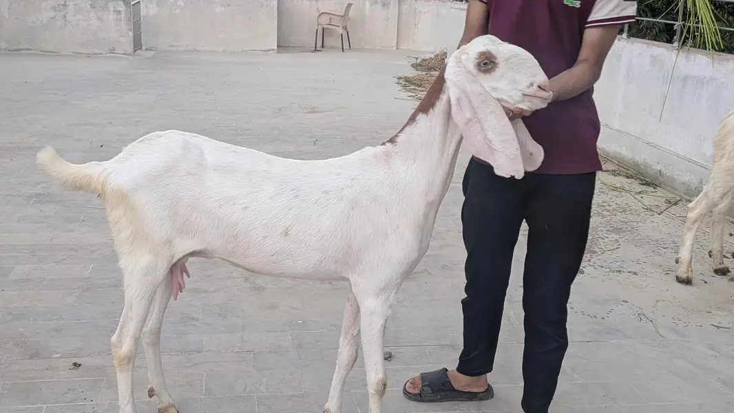 pure rajanpuri jumbo size bakri hn — photo 3
