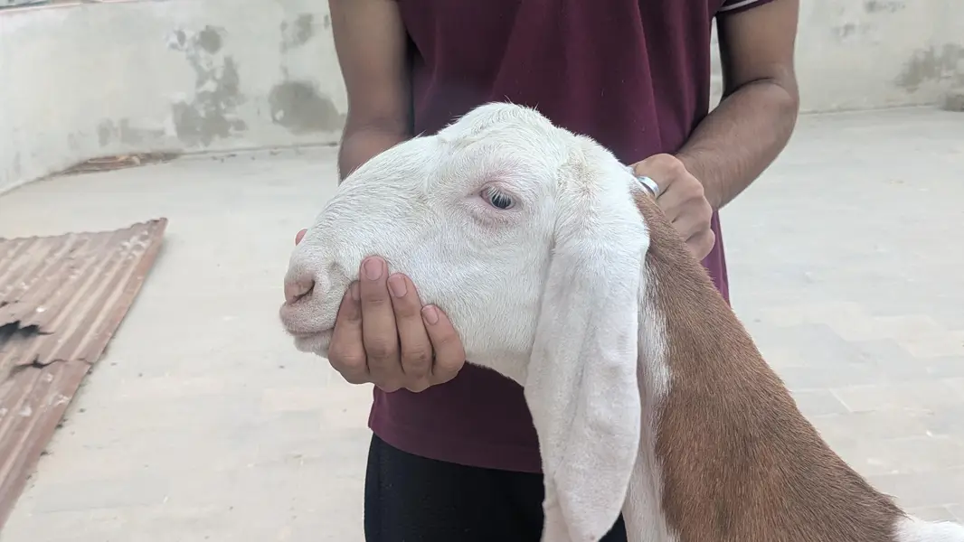 pure rajanpuri jumbo size bakri hn — photo 4