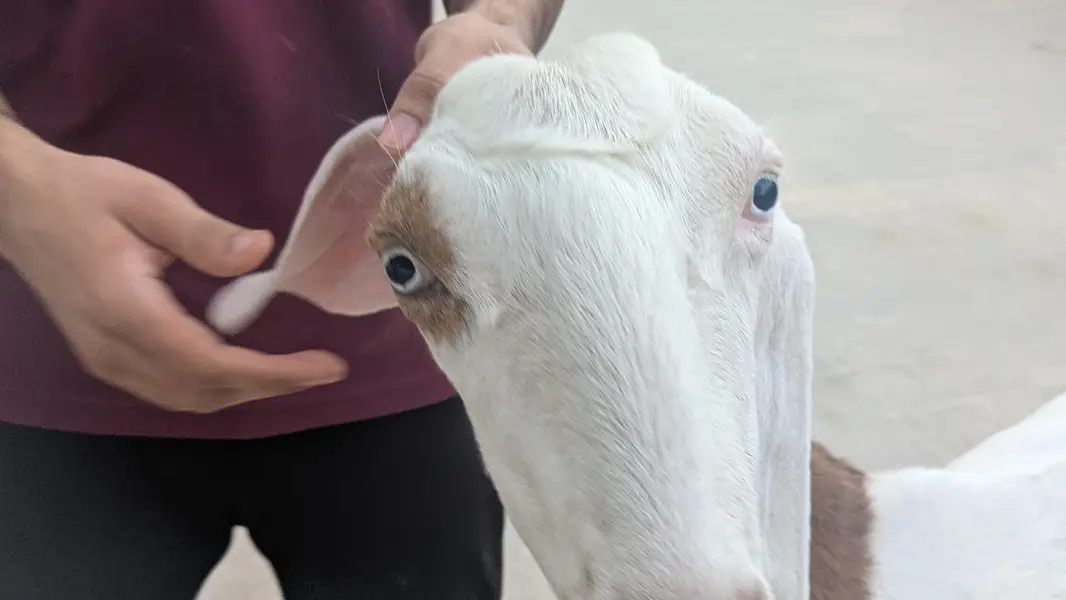 pure rajanpuri jumbo size bakri hn — photo 5