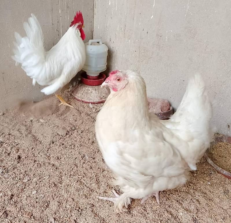 healthy active pair 0