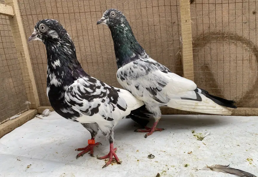 Teddy bredr pair avil — photo 3