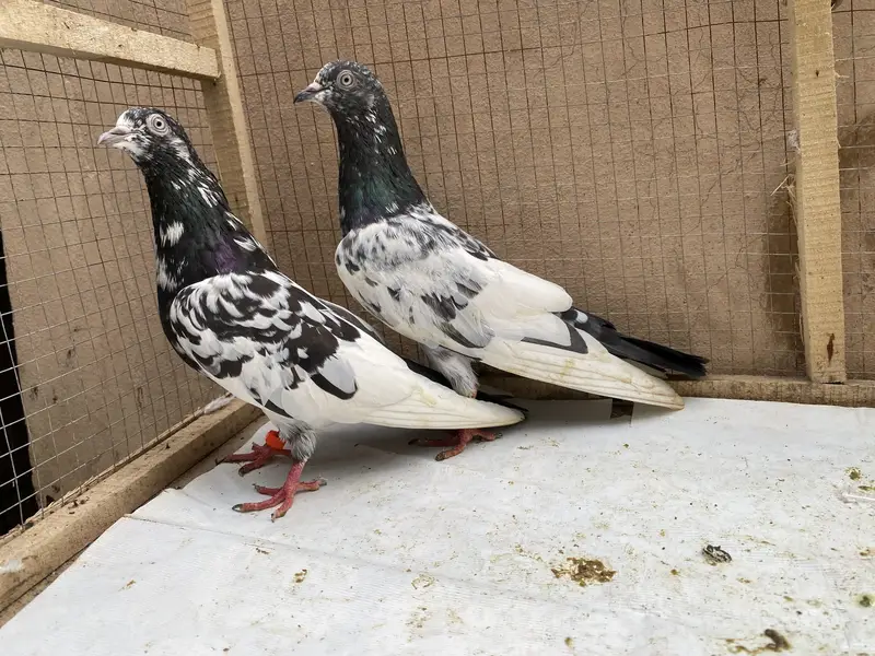 Teddy bredr pair avil — photo 4