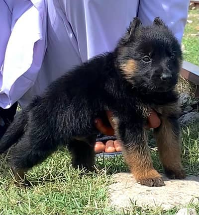 German Shepherd double coat 2months for sale