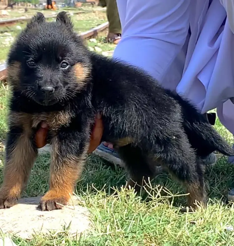 German Shepherd double coat 2months for sale — photo 2