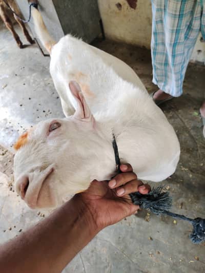 Teddy bakra khary kanoo mai 0 size