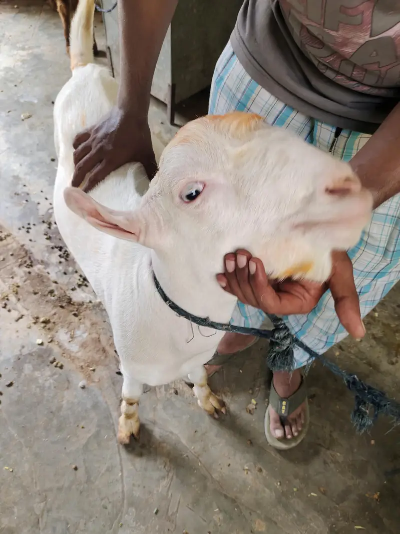 Teddy bakra khary kanoo mai — photo 2