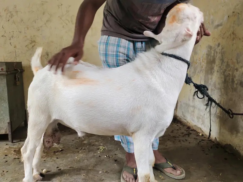 Teddy bakra khary kanoo mai — photo 3