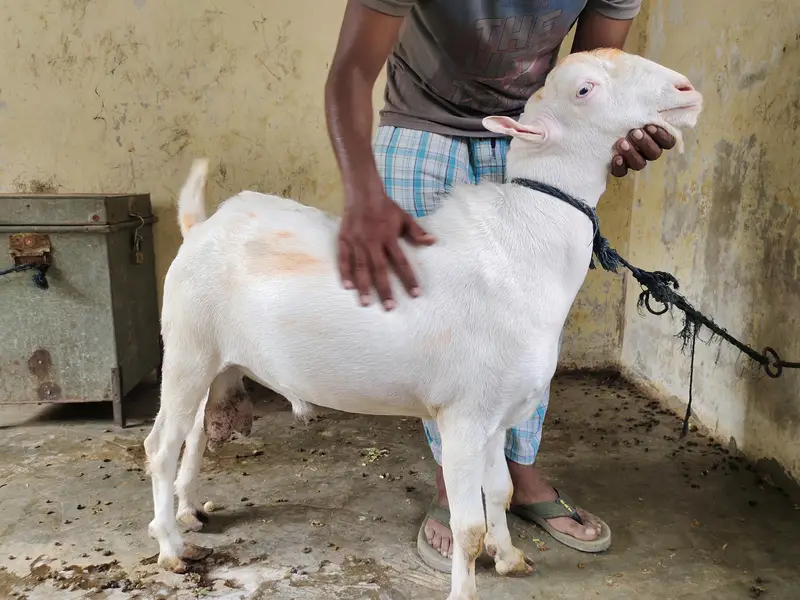 Teddy bakra khary kanoo mai — photo 4