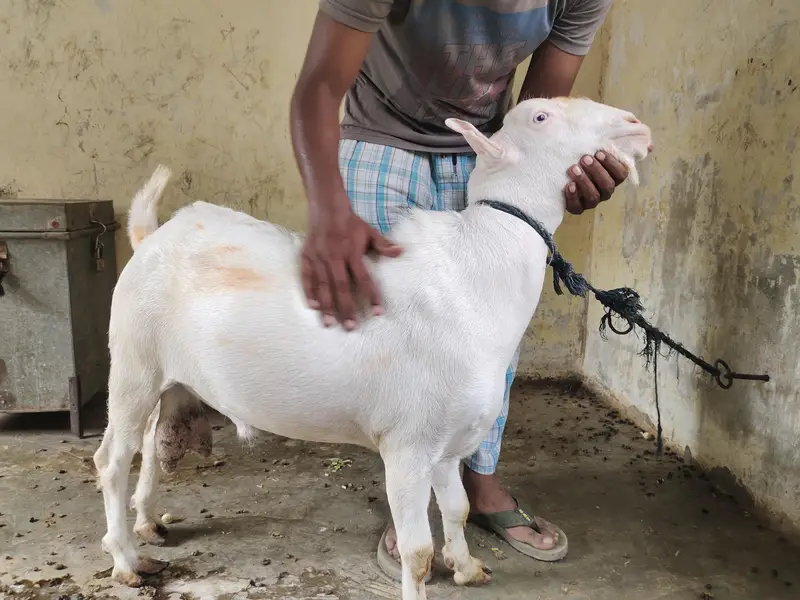 Teddy bakra khary kanoo mai — photo 5