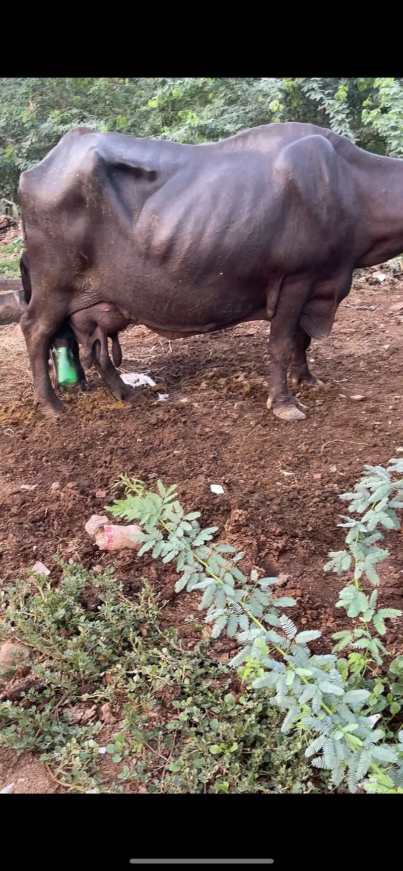 Majj Tazi suii Pxhy kati — photo 2