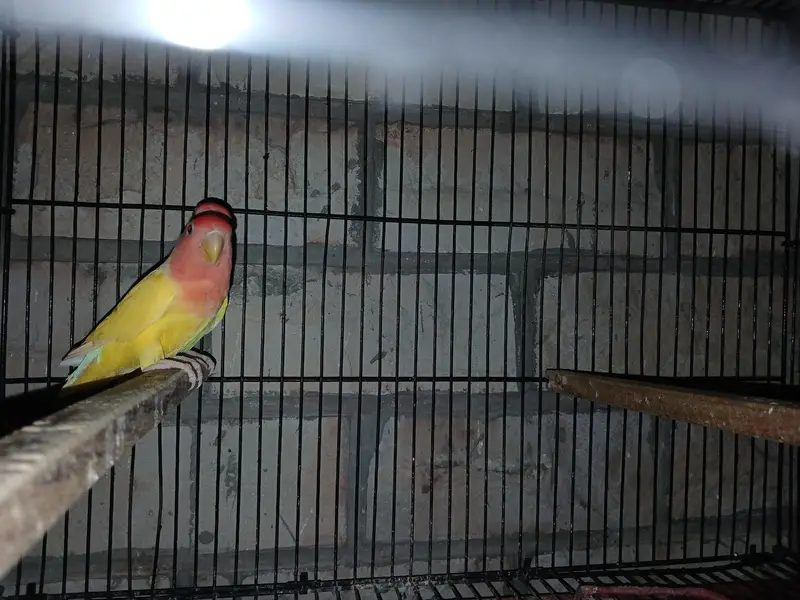 cocktail and sunset lovebird