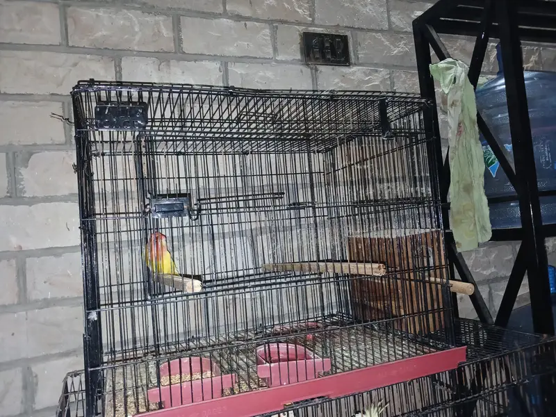 cocktail and sunset lovebird — photo 2