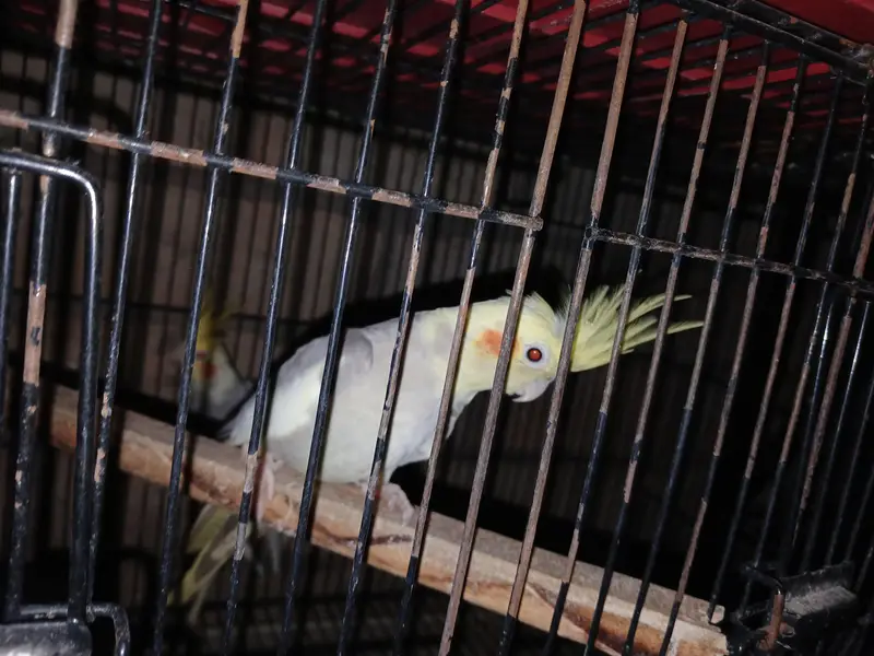 cocktail and sunset lovebird — photo 3