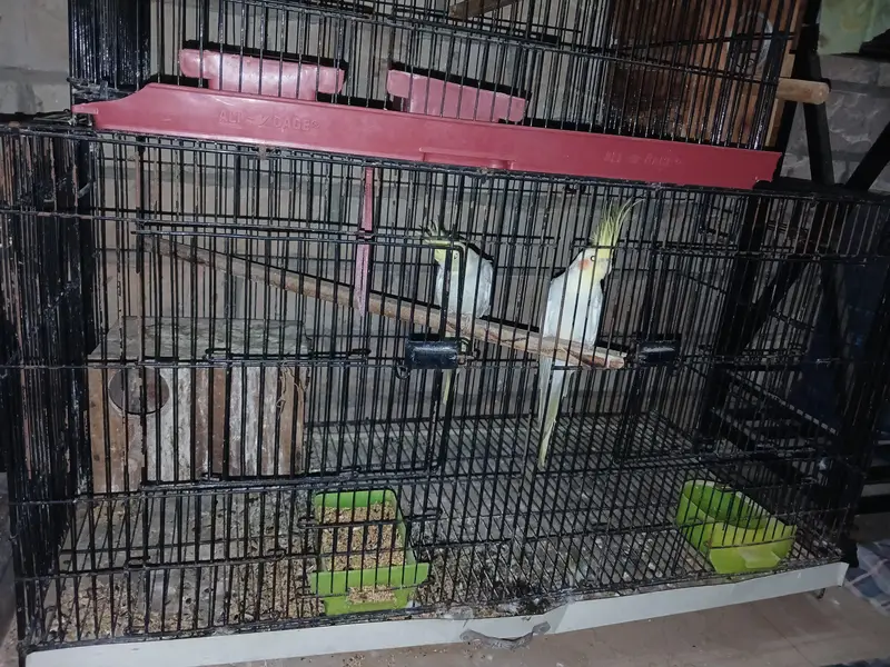 cocktail and sunset lovebird — photo 4