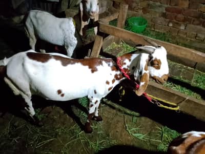 female goat for sale