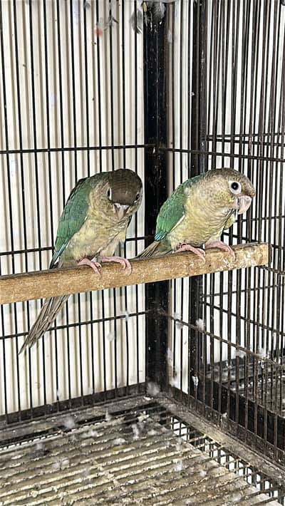 Blue turquoise white foot  conure pair and blue cinnamon extra female