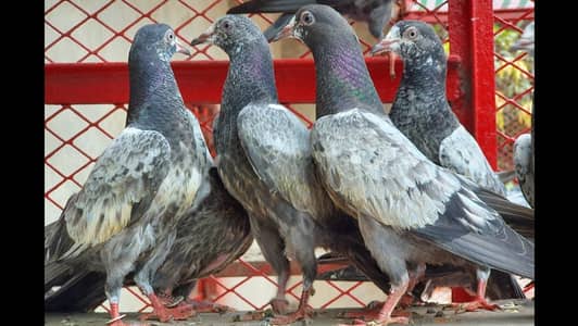 High fly bachy pigeons