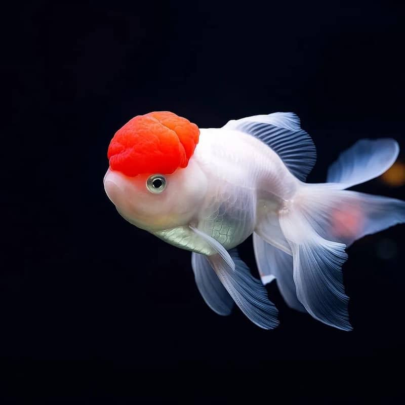 Fish and aquarium Munseeb price 03268301979 0