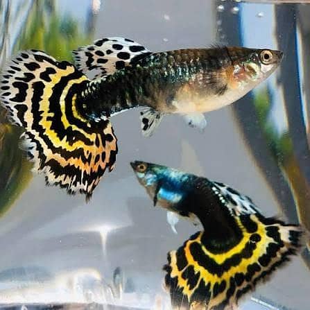 Fish and aquarium Munseeb price 03268301979 5