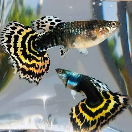 Fish and aquarium Munseeb price 03268301979 — photo 6