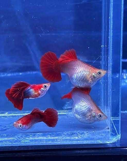 Fish and aquarium Munseeb price 03268301979 7