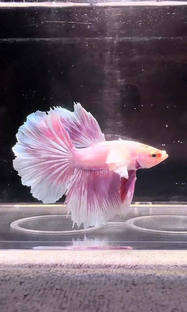 Fish and aquarium Munseeb price 03268301979 9