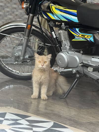 Very urgent sale 03024299211