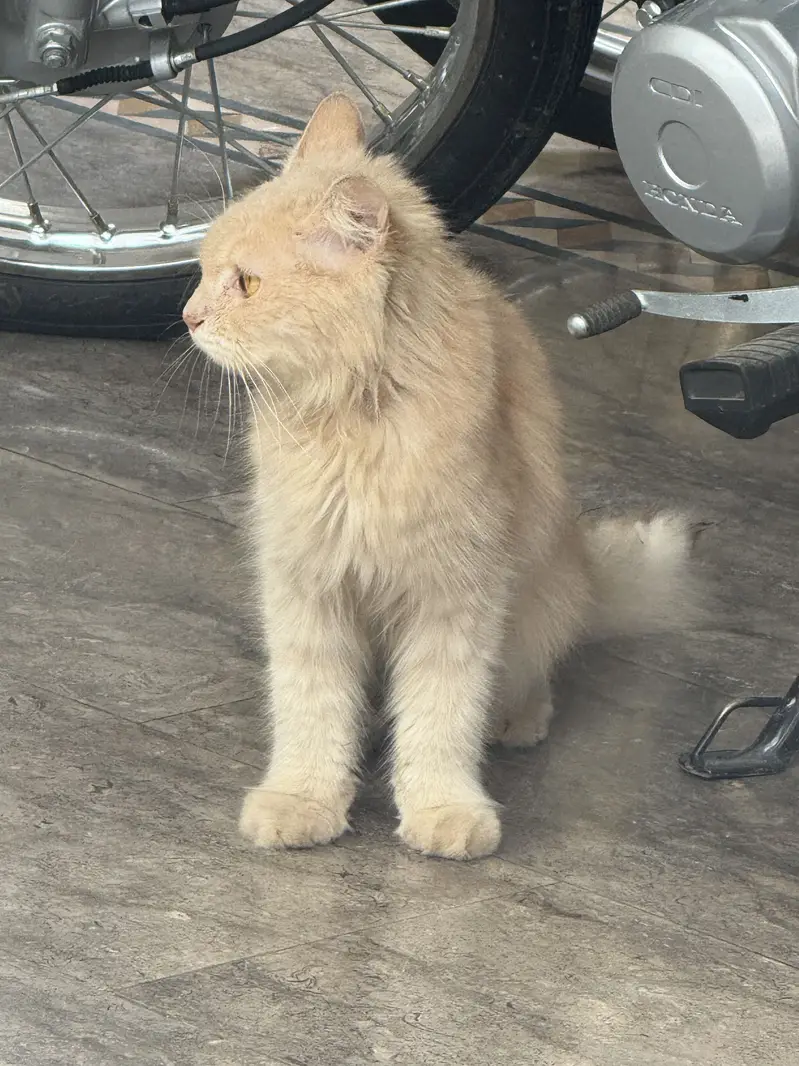 Very urgent sale 03024299211 — photo 2