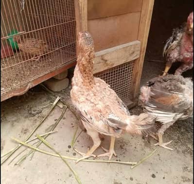 Aseel Pathy For Sale