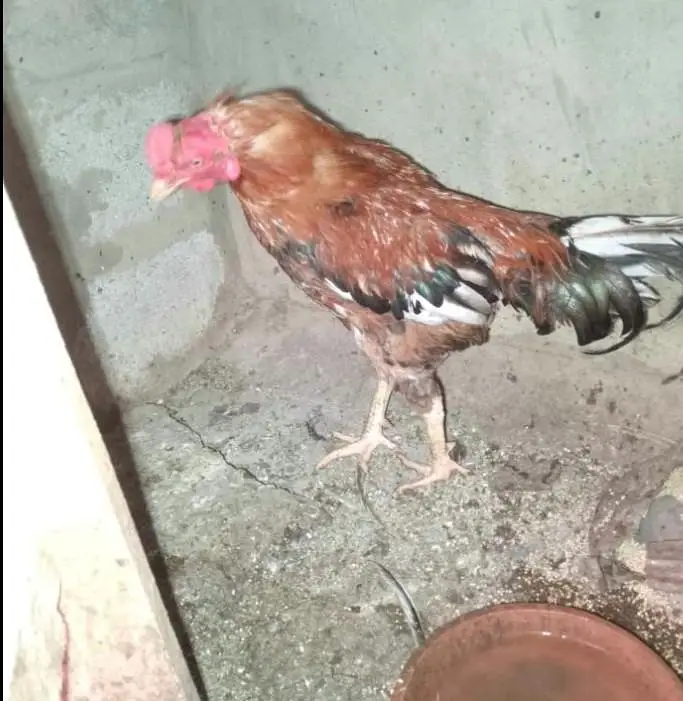Aseel Pathy For Sale — photo 3