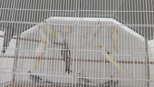 Cocktail pathay available 5 months k hain