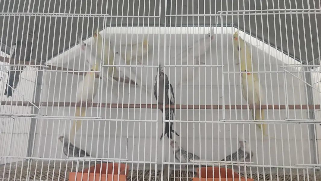 Cocktail pathay available 5 months k hain — photo 2