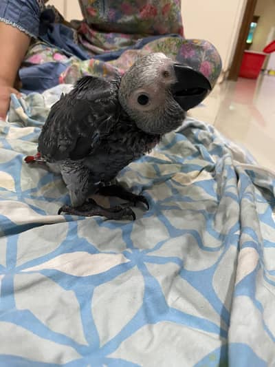 Grey parrot chick