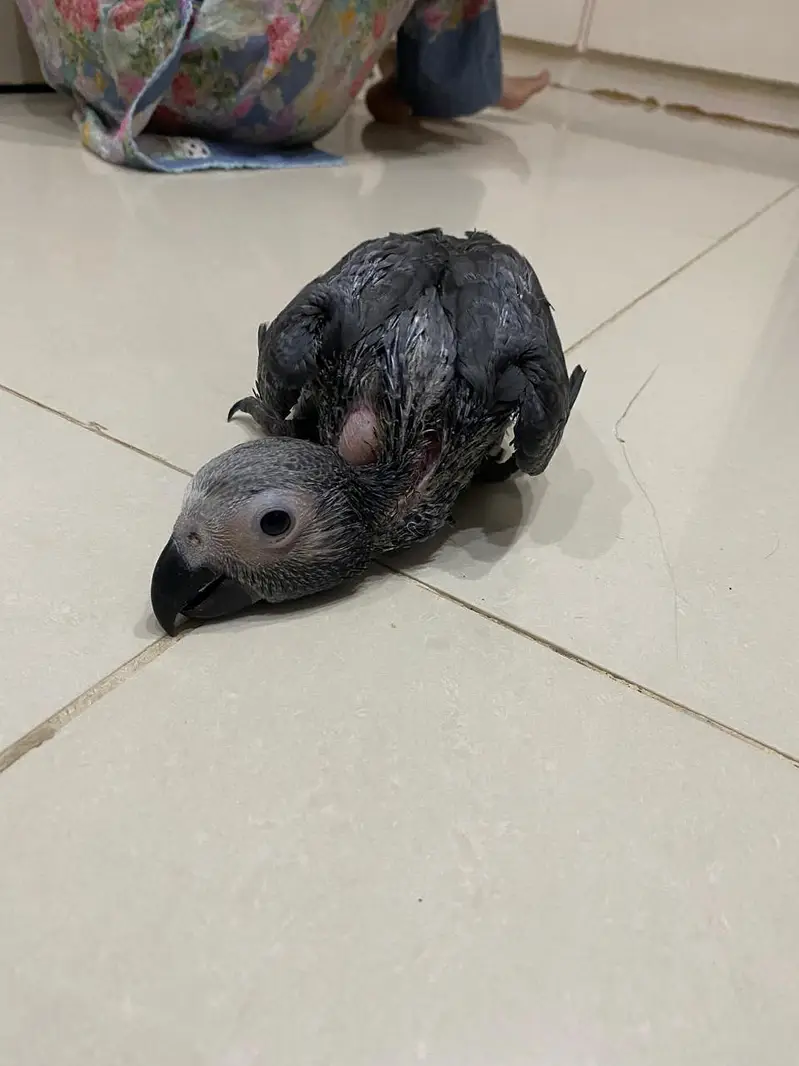 Grey parrot chick — photo 2