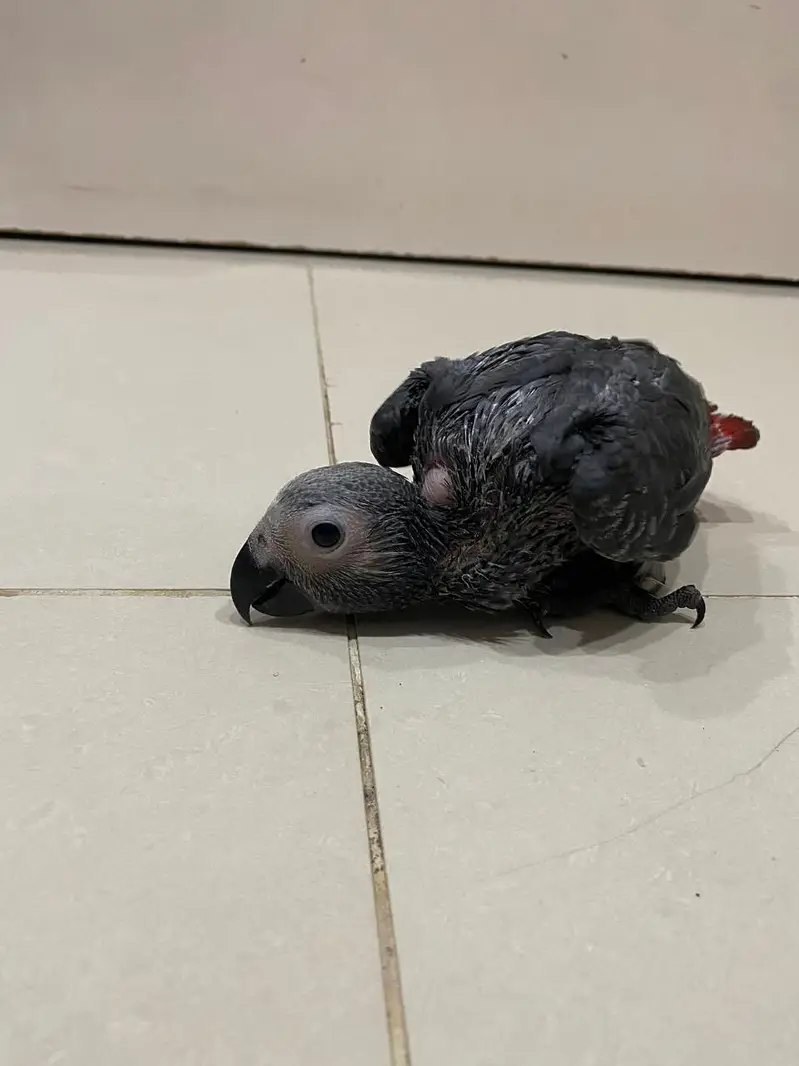 Grey parrot chick — photo 3