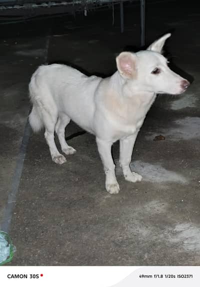 Russian pista dog female