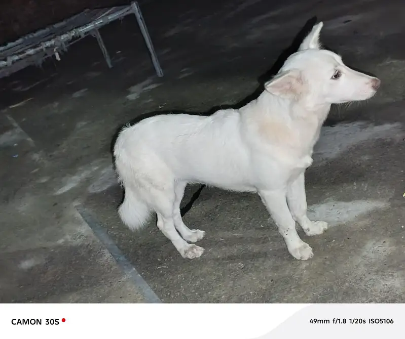 Russian pista dog female — photo 2