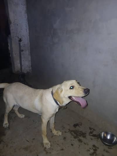laboura female full active  03098854060 wattsapp