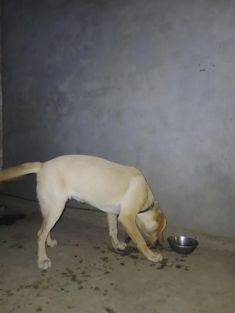 laboura female full active  03098854060 wattsapp — photo 3
