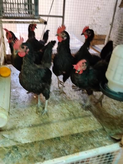 lohman black 3 hens for sale phone no is 03219133643