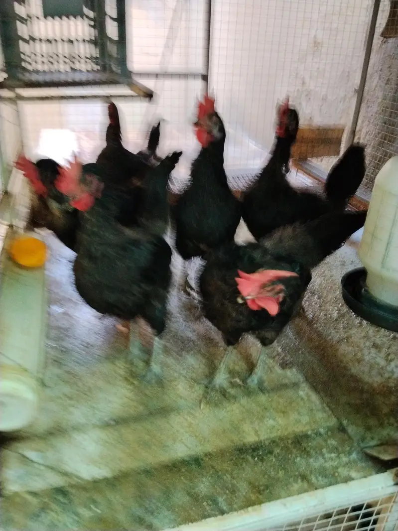 lohman black 3 hens for sale phone no is 03219133643 — photo 2