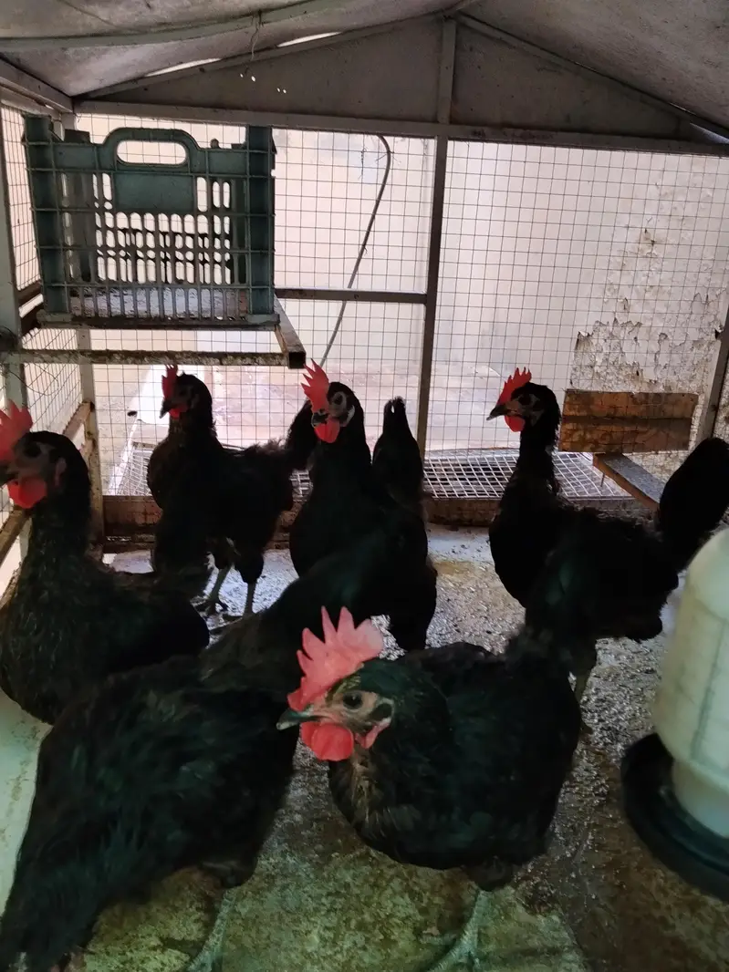 lohman black 3 hens for sale phone no is 03219133643 — photo 3
