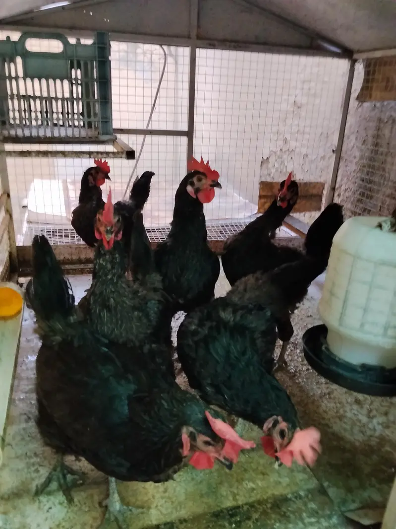 lohman black 3 hens for sale phone no is 03219133643 — photo 4
