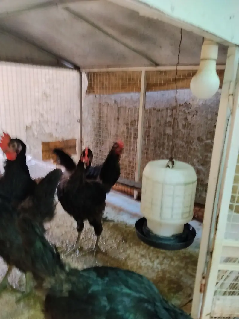 lohman black 3 hens for sale phone no is 03219133643 — photo 5