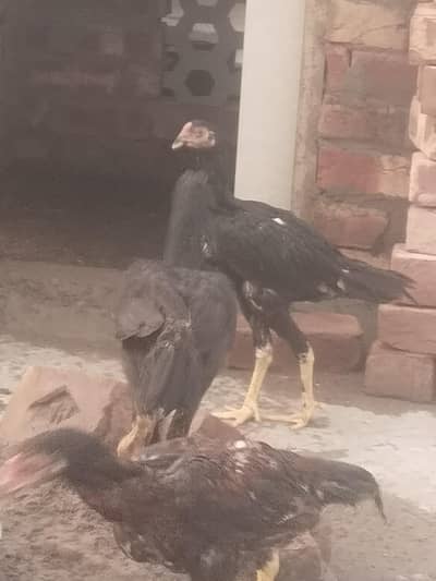 pure aseel mianwalihome breed