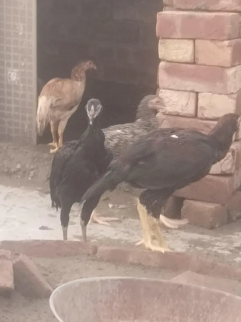 pure aseel mianwalihome breed — photo 2