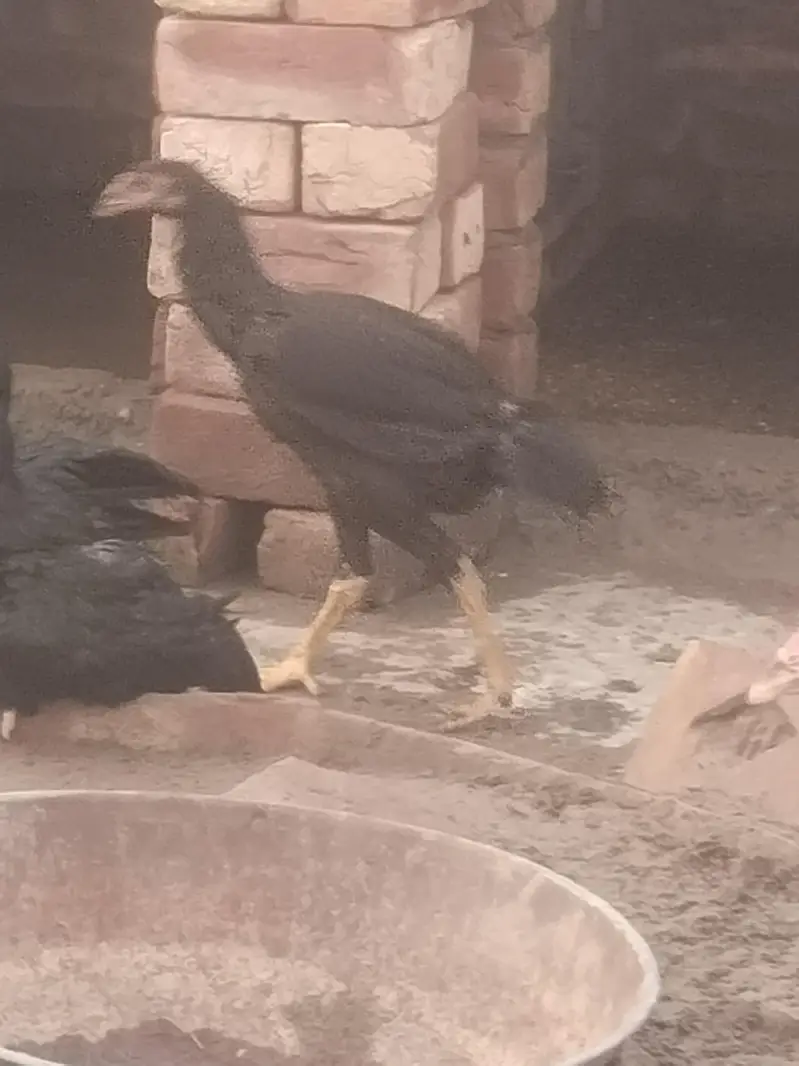 pure aseel mianwalihome breed — photo 3
